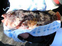 �u�_�C���i����