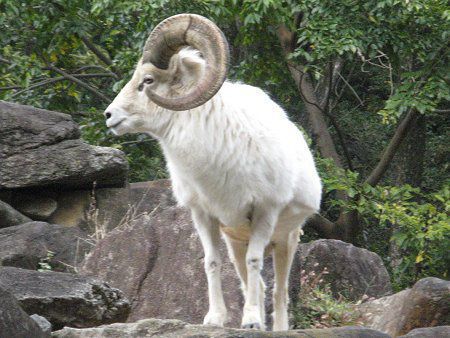 �h�[���V�[�v(Dall Sheep)
