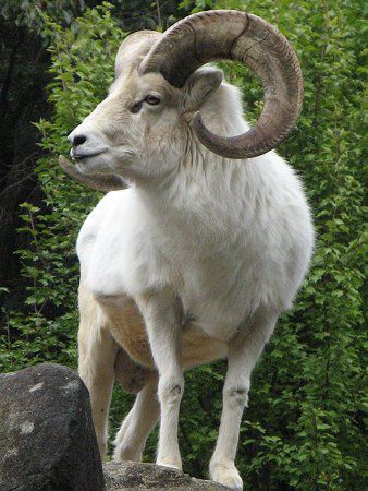 �h�[���V�[�v(Dall Sheep)