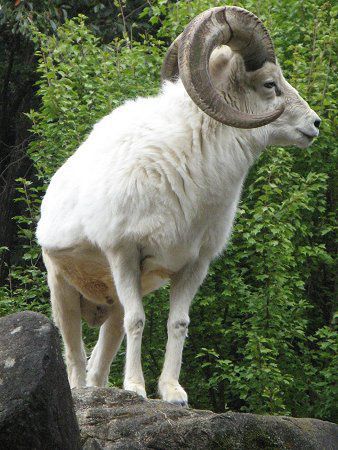 �h�[���V�[�v(Dall Sheep)