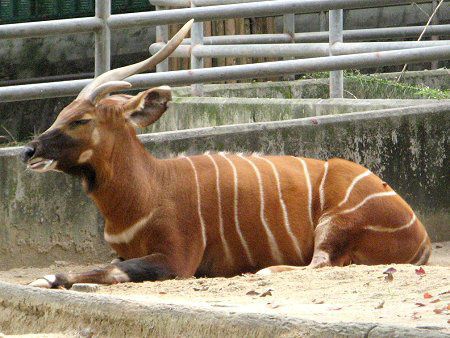 Bongo