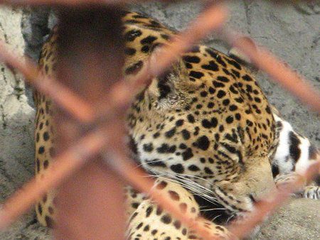 �W���K�[(Jaguar)
