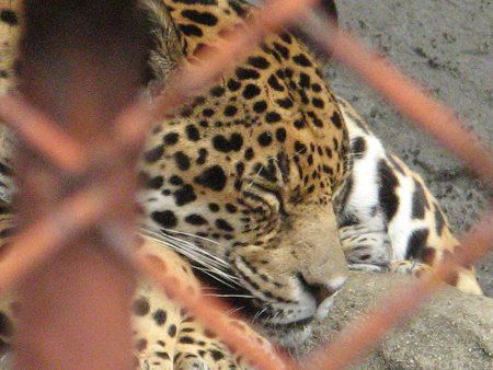 �W���K�[(Jaguar)