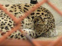 �y���V���q���E Persa�^�j