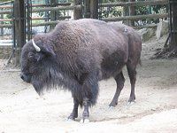 �A�����J�o�C�\��(American bison)