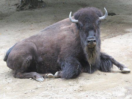 �A�����J�o�C�\��(American bison)