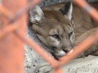 �s���[�} Puma�j