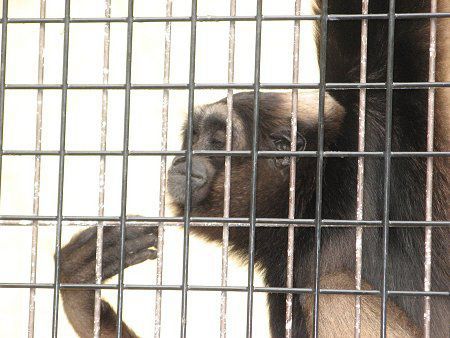 �{���l�I�e�i�K�U��36(Borneo�蒷��)