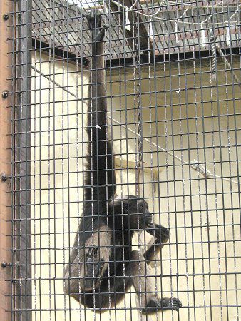 �{���l�I�e�i�K�U��38(Borneo�蒷��)
