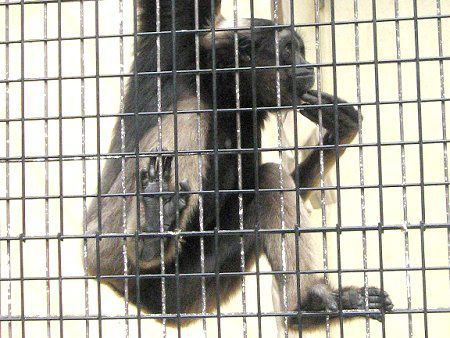 �{���l�I�e�i�K�U��39(Borneo�蒷��)