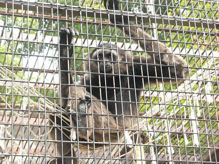 �{���l�I�e�i�K�U��40(Borneo�蒷��)