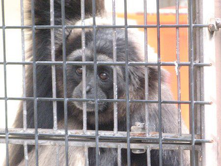 �{���l�I�e�i�K�U��41(Borneo�蒷��)