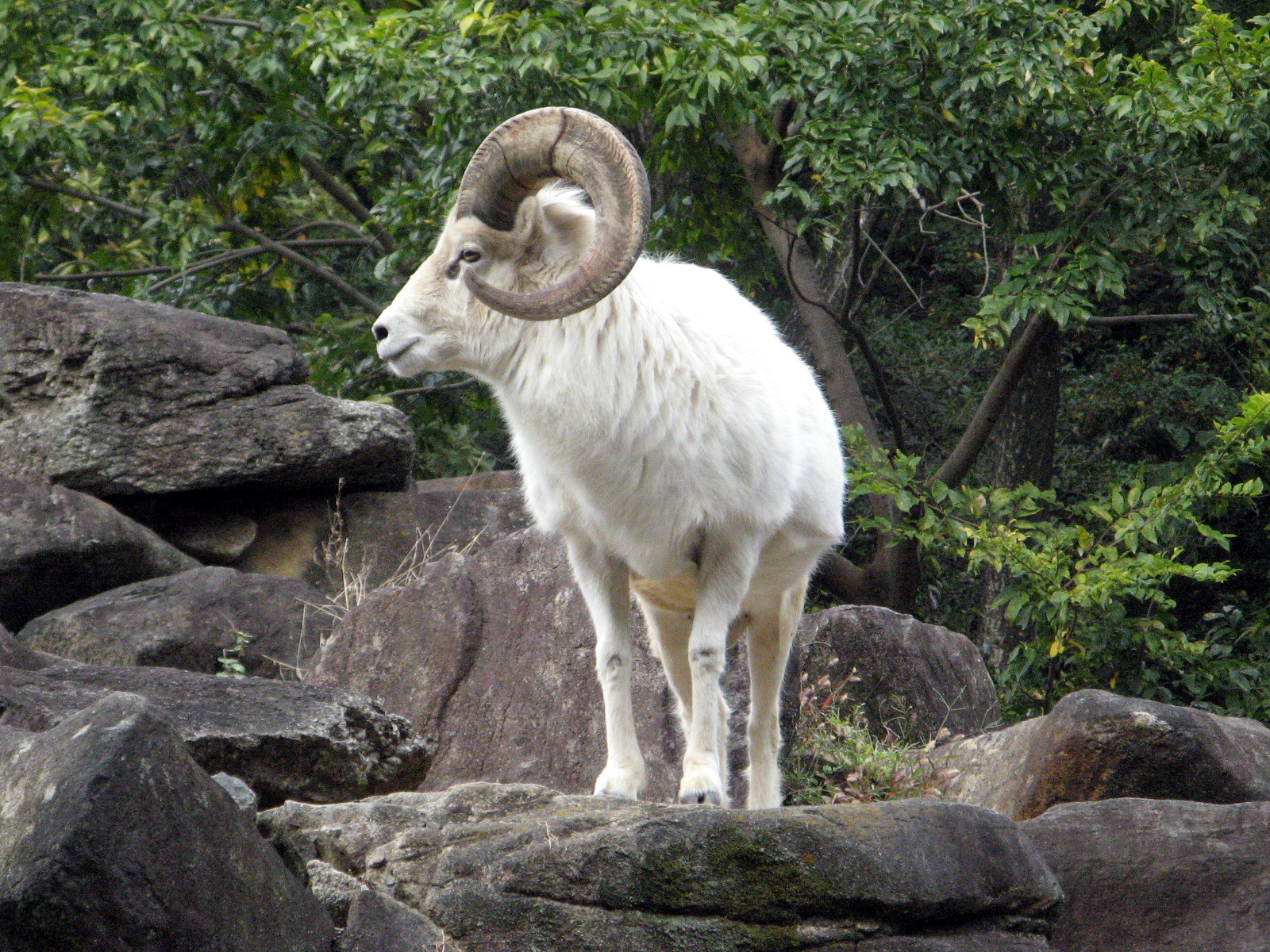 �h�[���V�[�v�iDall Sheep�j