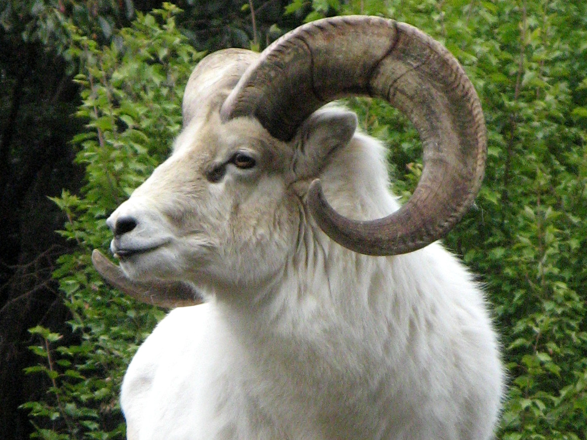 �h�[���V�[�v�iDall Sheep�j
