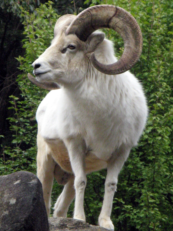 �h�[���V�[�v�iDall Sheep�j