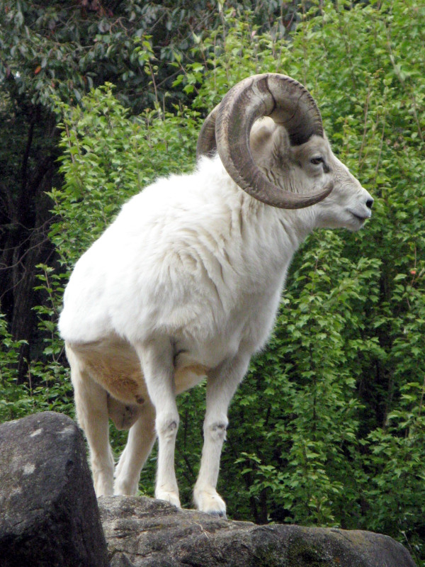 �h�[���V�[�v�iDall Sheep�j