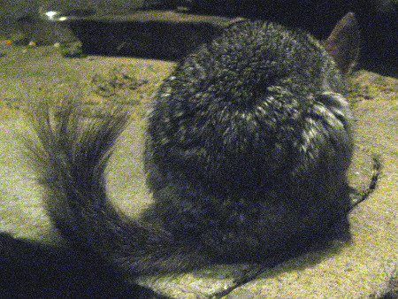�`���`��(Chinchilla)