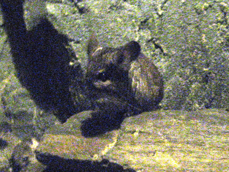 �`���`��(Chinchilla)