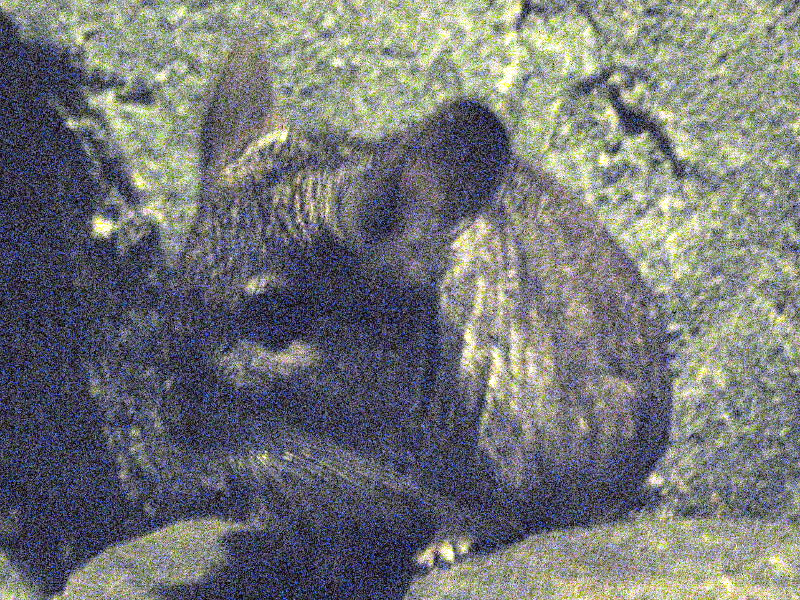 �`���`��(Chinchilla)