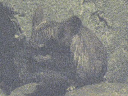 �`���`��(Chinchilla)