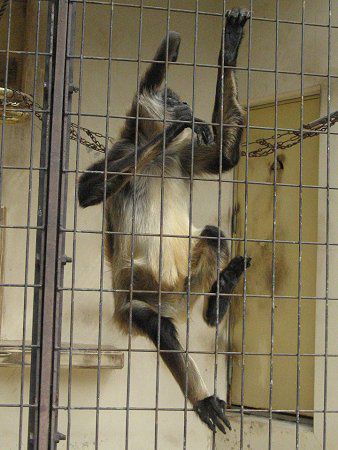 �W�F�t���C�N���U��47(Geoffroyi�w偉�)