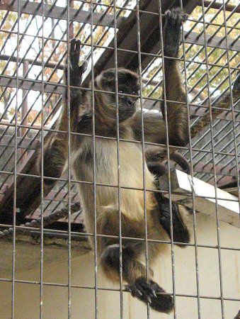 �W�F�t���C�N���U��49(Geoffroyi�w偉�)