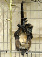 �W�F�t���C�N���U��50(Geoffroyi�w偉�)