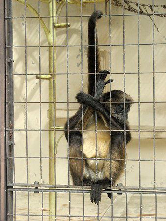 �W�F�t���C�N���U��50(Geoffroyi�w偉�)