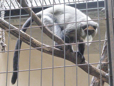 �u���b�U�E�O�G�m��(Brazza Guenon)
