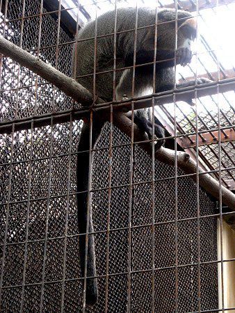 �u���b�U�E�O�G�m��(Brazza Guenon)