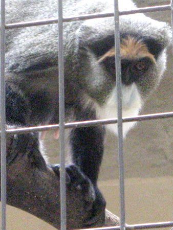 �u���b�U�E�O�G�m��(Brazza Guenon)