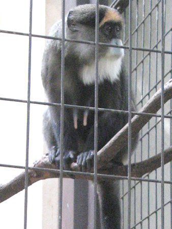 �u���b�U�E�O�G�m��(Brazza Guenon)