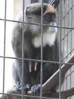 �u���b�U�E�O�G�m��(Brazza Guenon)