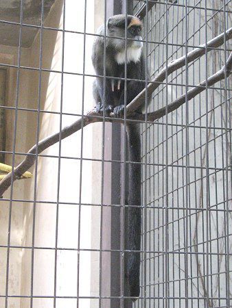 �u���b�U�E�O�G�m��(Brazza Guenon)