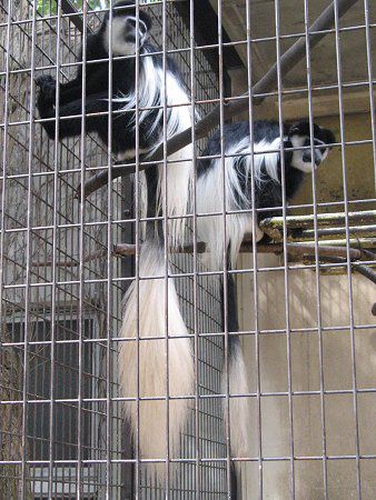 �A�r�V�j�A�E�R���u�X(Aabyssinia Colobus)