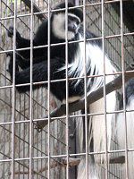 �A�r�V�j�A�E�R���u�X Aabyssinia Colobus