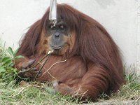 �I�����E�[�^�� Orang utan�j