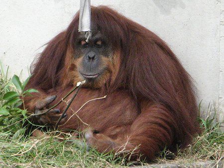 �I�����E�[�^��(Orang utan)