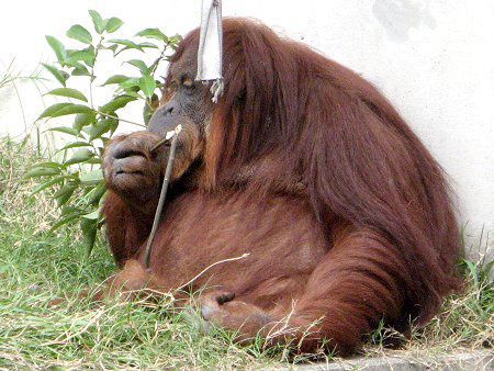�I�����E�[�^��(Orang utan)