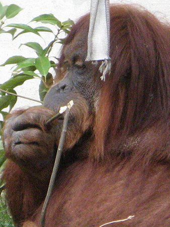 �I�����E�[�^��(Orang utan