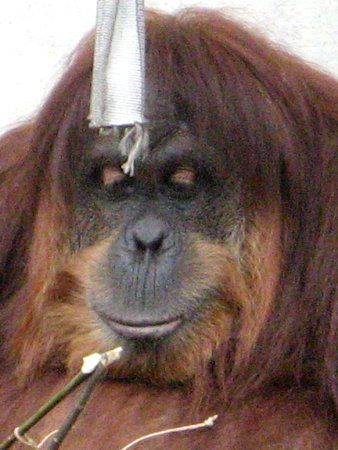 �I�����E�[�^��(Orang utan
