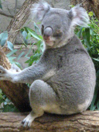 �R�A��(Koala)