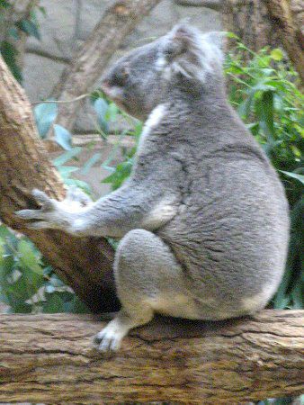 �R�A��(Koala)