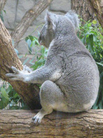 �R�A��(Koala)