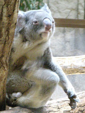 �R�A��(Koala)