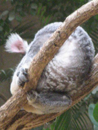 �R�A��(Koala)