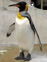�L���O�y���M��(KingPenguin)