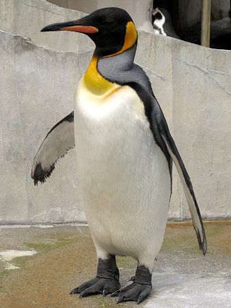 �L���O�y���M��