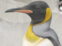 �L���O�y���M��(KingPenguin)
