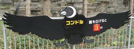 �R���h��(Condor)